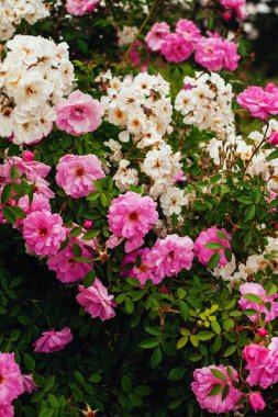 Bir sürü güzel pembe ve beyaz gül çiçek açmış. Bahçe işleri, mevsimlik çiçek yetiştirme, botanik teması. Muhteşem çiçek arkaplanı