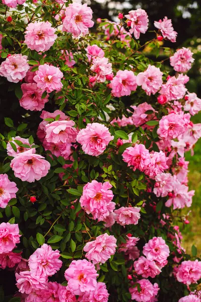 stock image Many beautiful pink vintage roses on huge bush in full bloom. Gardening, cultivating seasonal flowers, botanical theme. Spectacular floral background or wallpaper