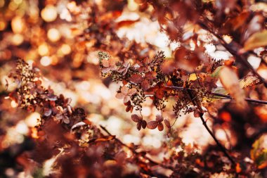 Sonbahar bahçesindeki güzel kuru ortanca çiçekleri kapanıyor. Bokeh ile sıcak kahverengi gölgeli güneşli botanik fotoğrafı.