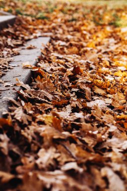 Güzel kahverengi meşe yaprakları parktaki merdivenlerde ya da sonbaharda şehir bahçesinde, yakın.