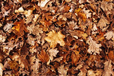 Kahverengi meşe ve akçaağaç yaprakları yerde ya da sonbahar manzarasında kaldırımda.