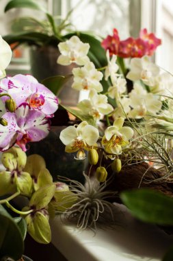 Phalaenopsis orkidelerinin güzel iç çiçekleri, renkli çiçek şelalelerinin kompozisyonu yakındır. Pencere kenarındaki ağaç dalları üzerinde Tillandsia hava santralleri. Ev bahçesi konsepti, seçici odaklanma