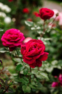 Bahçedeki çalılıklarda güzel, parlak, kırmızı İngiliz gülleri, estetik çiçek duvar kağıtları. Bahçe işleri ve bitki bakımı konsepti, koyu renk gölgeler.