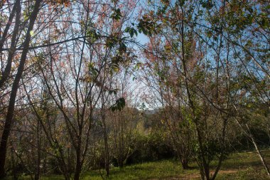 Phitsanulok Thailand January 25 2023 Wat Pa Phuhin Rong kla, Ban Rong Kla, Phu Hin Rong Kla National Park.