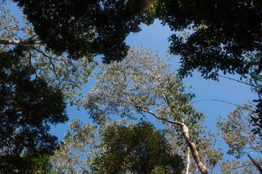 Phitsanulok Thailand January 25 2023 Wat Pa Phuhin Rong kla, Ban Rong Kla, Phu Hin Rong Kla National Park.