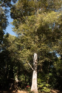 Phitsanulok Thailand January 25 2023 Wat Pa Phuhin Rong kla, Ban Rong Kla, Phu Hin Rong Kla National Park.