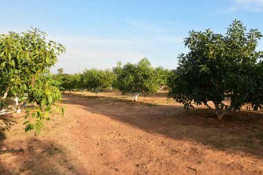 Chaiyaphum Thailand january 21 2023 Cultivation on organic farms of tasty hass avocado trees.