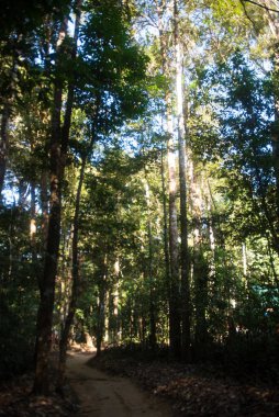 Phitsanulok Thailand January 25 2023 Wat Pa Phuhin Rong kla, Ban Rong Kla, Phu Hin Rong Kla National Park.