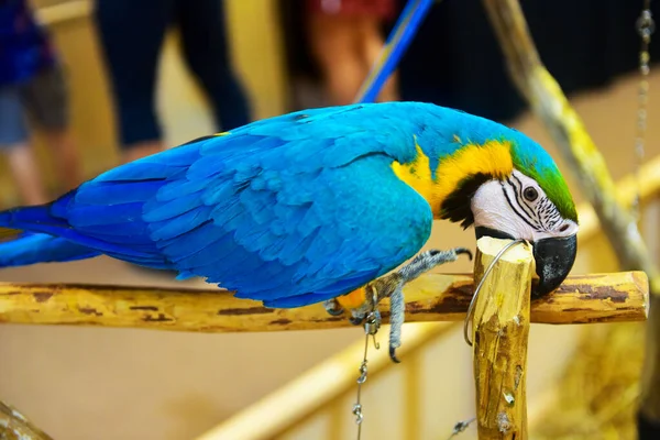 Rayong Thailand February 2023 Beautiful Macaw Parrot Blue Yellow Timber — стоковое фото