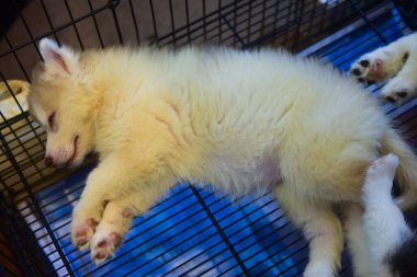 Rayong Thailand February 15 2023 Cartoon images of the kids' favorite animals,pet show for child at central rayong.