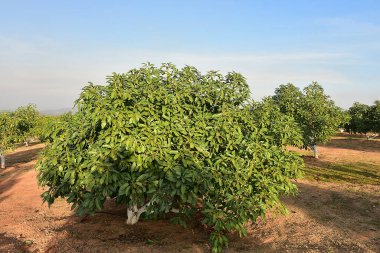 Chaiyaphum Tayland 21 Ocak 2023 Lezzetli Avokado ağaçlarının organik çiftliklerinde tarım.