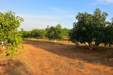 Chaiyaphum Thailand january 21 2023 Cultivation on organic farms of tasty hass avocado trees.
