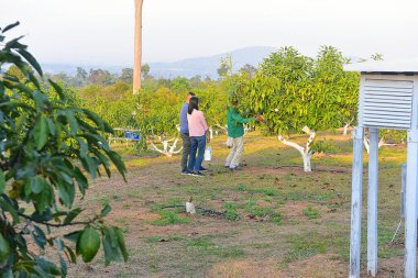 Chaiyaphum Thailand january 21 2023 Cultivation on organic farms of tasty hass avocado trees.