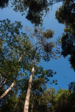 Phitsanulok Tayland 25 Ocak 2023 Wat Pa Phuhin Rong kla, Ban Rong Kla, Phu Hin Rong Kla Milli Park.