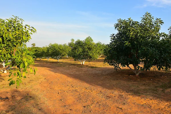 Chaiyaphum Tailandia Enero 2023 Cultivo Granjas Orgánicas Sabrosos Árboles Aguacate —  Fotos de Stock