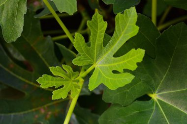 İncir ağacının dalındaki doğal incirler ve güzel yeşil yapraklar..
