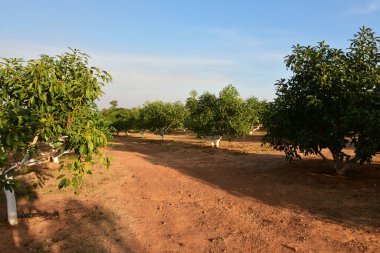 Chaiyaphum Thailand january 21 2023 Cultivation on organic farms of tasty hass avocado trees.