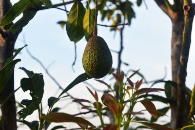 Chaiyaphum Thailand january 21 2023 Cultivation on organic farms of tasty hass avocado trees.