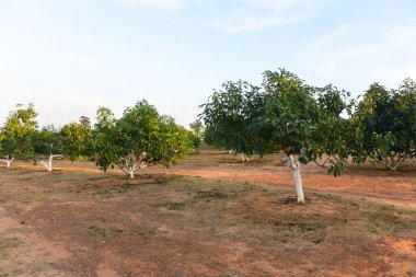 Chaiyaphum Thailand january 21 2023 Cultivation on organic farms of tasty hass avocado trees.