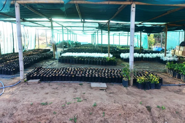 Chaiyaphum Thailand January 2023 Cultivation Organic Farms Tasty Hass Avocado —  Fotos de Stock