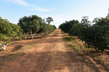 Chaiyaphum Thailand january 21 2023 Cultivation on organic farms of tasty hass avocado trees.