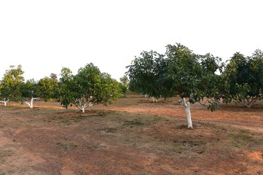 Chaiyaphum Thailand january 21 2023 Cultivation on organic farms of tasty hass avocado trees.
