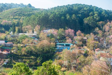 Phitsanulok Tayland 25 Ocak 2023 Wat Pa Phuhin Rong kla, Ban Rong Kla, Phu Hin Rong Kla Milli Park.