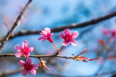 Phitsanulok Thailand January 25 2023 Wat Pa Phuhin Rong kla, Ban Rong Kla, Phu Hin Rong Kla National Park.