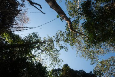 Phitsanulok Tayland 25 Ocak 2023 Wat Pa Phuhin Rong kla, Ban Rong Kla, Phu Hin Rong Kla Milli Park.