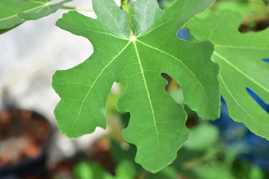 Kapalı yeşil incirler ve doğal arka planda yaprak