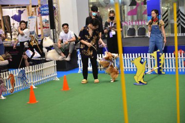 Rayong Tayland 23 Haziran 2023 Köpek ve çeviklik yarışmasında bir idareci .