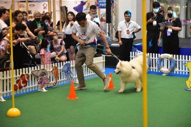 Rayong Tayland 23 Haziran 2023 Köpek ve çeviklik yarışmasında bir idareci .