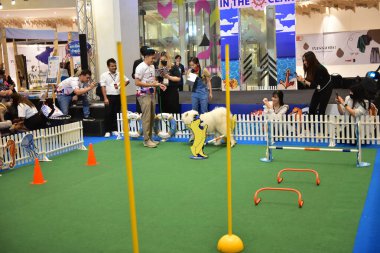 Rayong Tayland 23 Haziran 2023 Köpek ve çeviklik yarışmasında bir idareci .