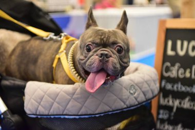 Rayong Tayland 23 Haziran 2023 Köpek ve çeviklik yarışmasında bir idareci .