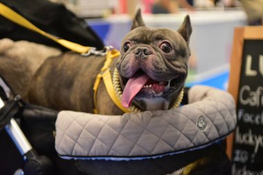 Rayong Tayland 23 Haziran 2023 Köpek ve çeviklik yarışmasında bir idareci .