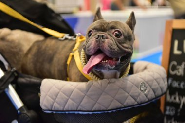 Rayong Tayland 23 Haziran 2023 Köpek ve çeviklik yarışmasında bir idareci .