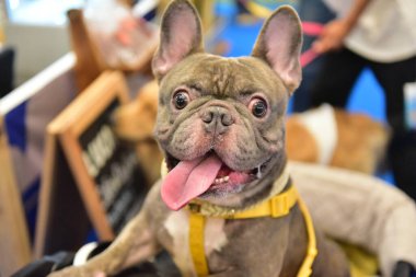 Rayong Tayland 23 Haziran 2023 Köpek ve çeviklik yarışmasında bir idareci .