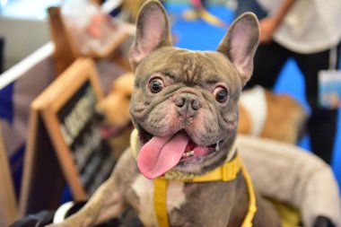 Rayong Tayland 23 Haziran 2023 Köpek ve çeviklik yarışmasında bir idareci .