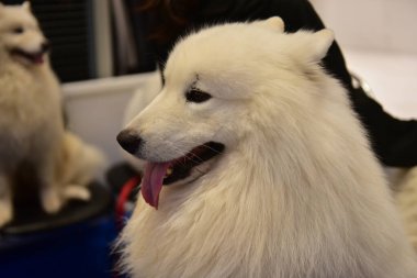 Rayong Tayland 23 Haziran 2023 Köpek ve çeviklik yarışmasında bir idareci .