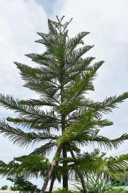 Rayong Tayland 28 2023 Tanımlanamayan Lüks Ev Rayong Tayland zengini