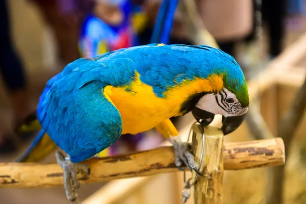 Rayong Thailand February 2023 Beautiful Macaw Parrot Blue Yellow Timber — Zdjęcie stockowe
