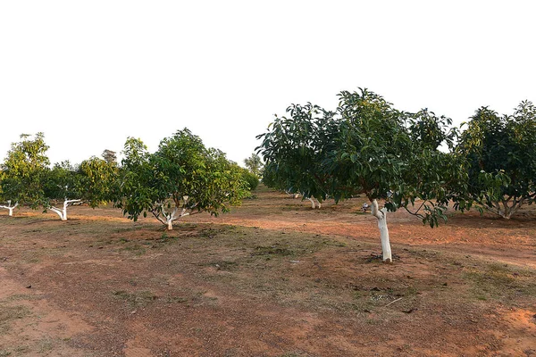 Chaiyaphum Thailand January 2023 Cultivation Organic Farms Tasty Hass Avocado — стоковое фото