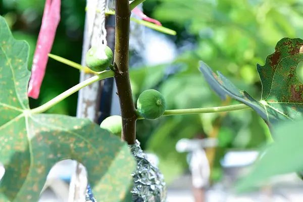 Крупный План Зеленый Инжир Листьями Естественном Фоне — стоковое фото