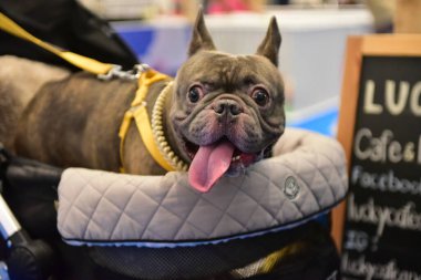 Rayong Tayland 23 Haziran 2023 Köpek ve çeviklik yarışmasında bir idareci .