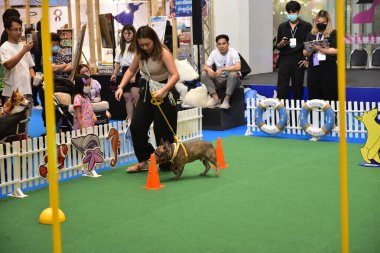 Rayong Tayland 23 Haziran 2023 Köpek ve çeviklik yarışmasında bir idareci .