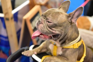 Rayong Tayland 23 Haziran 2023 Köpek ve çeviklik yarışmasında bir idareci .