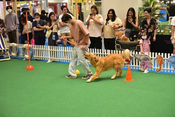 Rayong Tayland 23 Haziran 2023 Köpek ve çeviklik yarışmasında bir idareci .