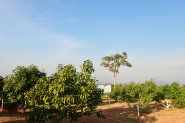 Chaiyaphum Thailand january 21 2023 Cultivation on organic farms of tasty hass avocado trees.
