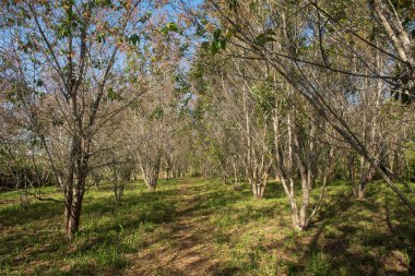 Phitsanulok Thailand January 25 2023 Wat Pa Phuhin Rong kla, Ban Rong Kla, Phu Hin Rong Kla National Park.