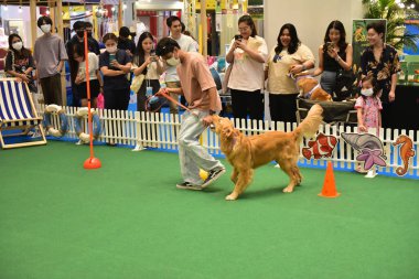 Rayong Tayland 23 Haziran 2023 Köpek ve çeviklik yarışmasında bir idareci .